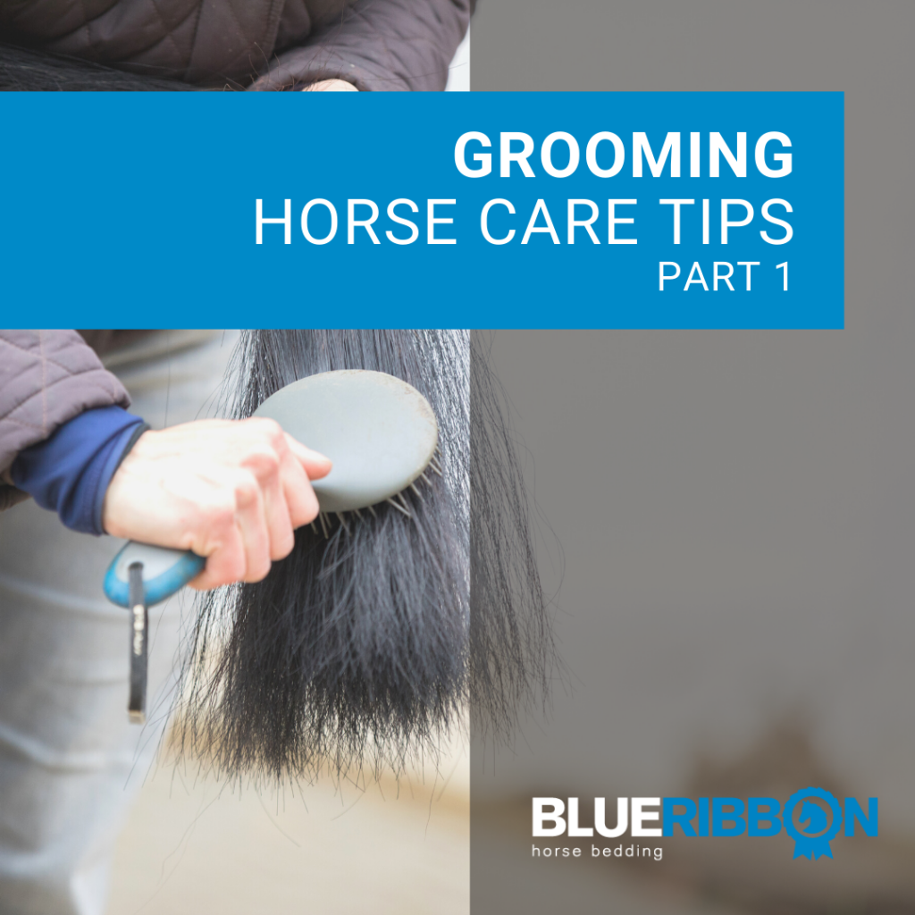 grooming horse care tips