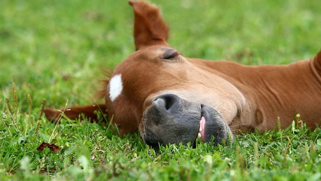 Horses-Sleep