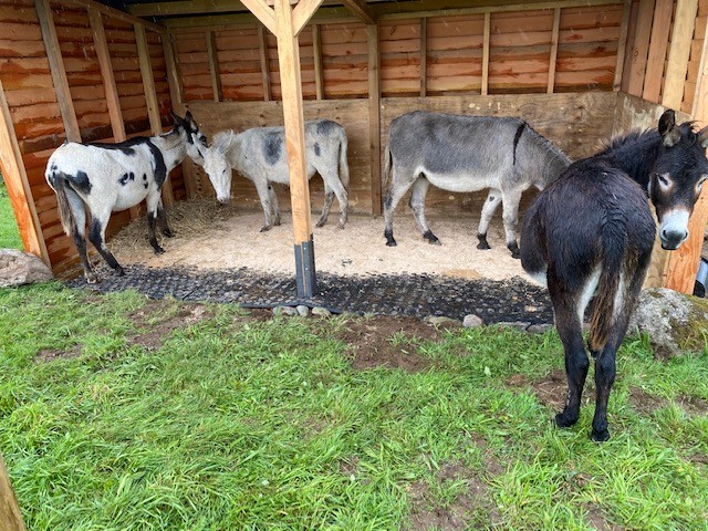 Donkey5