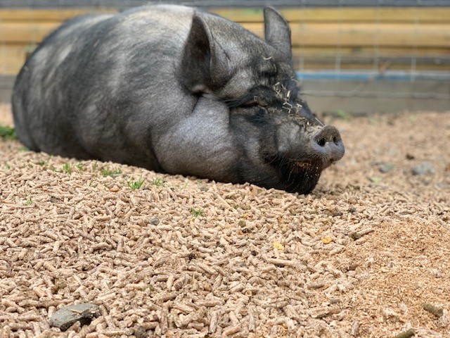 pig